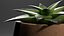 鉢植えのリアルな植物の花3Dモデル