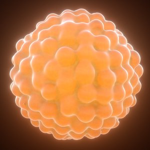 3D model herpes virus