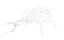 antlion