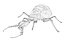 antlion