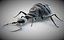 antlion