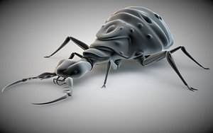 antlion