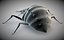 antlion