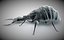 antlion