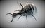 antlion