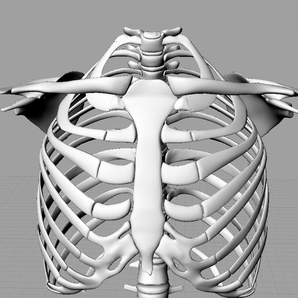 modelo 3d Torso Skeleton Solidworks - TurboSquid 777391
