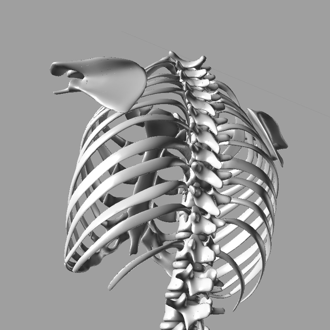 igs torso skeleton 3d model https://p.turbosquid.com/ts-thumb/7v/BXAw2G/GIRwdmkr/igs_torso_skeleton_render_09/jpg/1383081950/1920x1080/fit_q87/05d1e12edb61fbccbfbf52330c700c48eebc3ba6/igs_torso_skeleton_render_09.jpg