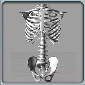 igs torso skeleton 3d model