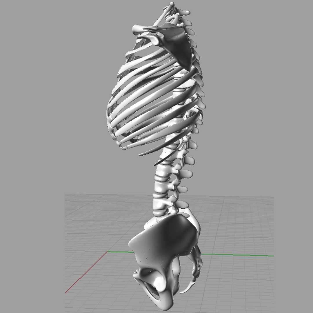 igs torso skeleton 3d model https://p.turbosquid.com/ts-thumb/7v/BXAw2G/L3wCRplR/igs_torso_skeleton_render_03/jpg/1383081950/1920x1080/fit_q87/df2c8ac2c51331385e597e9c58a0118ab2b47bb2/igs_torso_skeleton_render_03.jpg