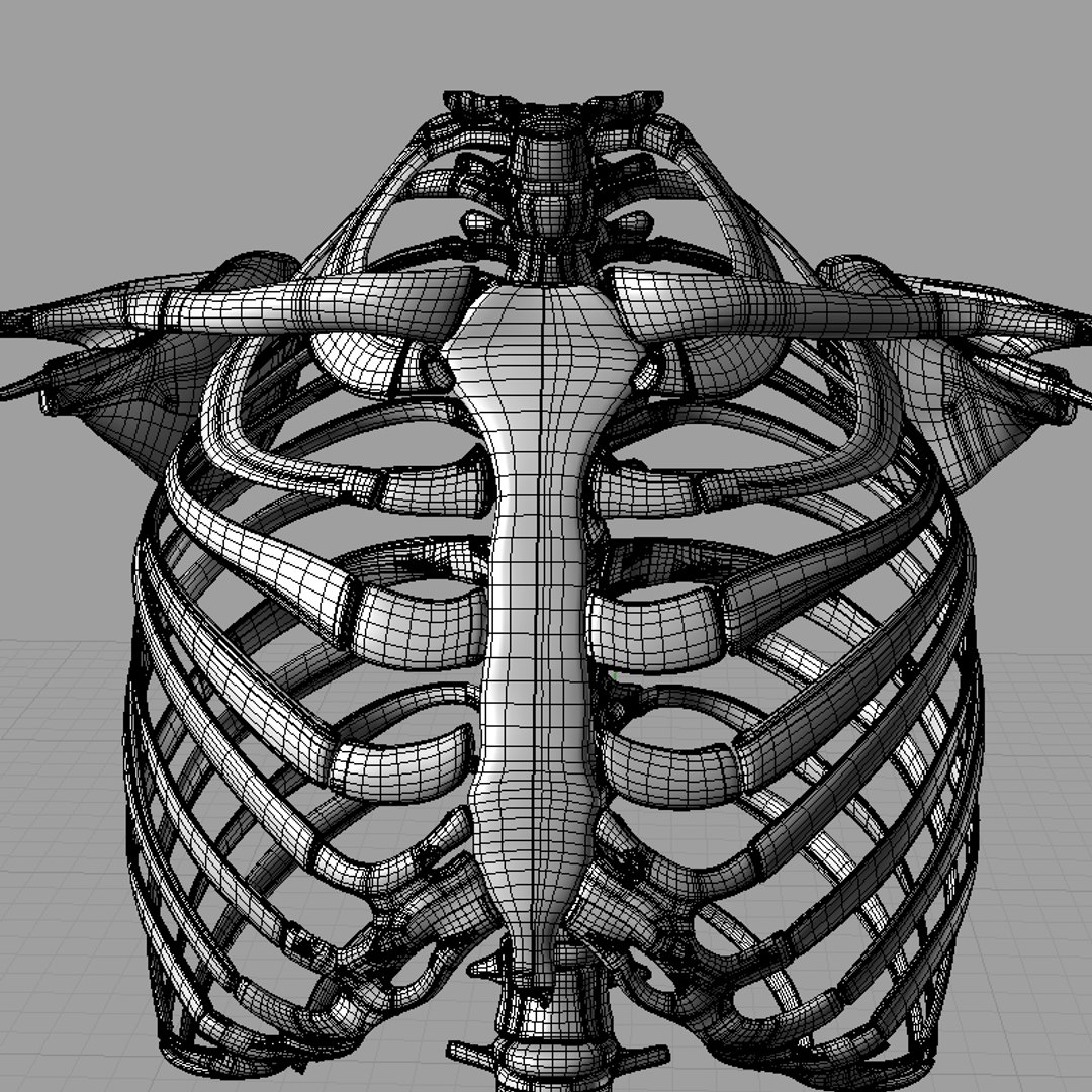 igs torso skeleton 3d model https://p.turbosquid.com/ts-thumb/7v/BXAw2G/vvuFEW6S/igs_torso_skeleton_render_08/jpg/1383081950/1920x1080/fit_q87/aca07ca0acb05fcf87f6ca13469d4b579cba1f09/igs_torso_skeleton_render_08.jpg