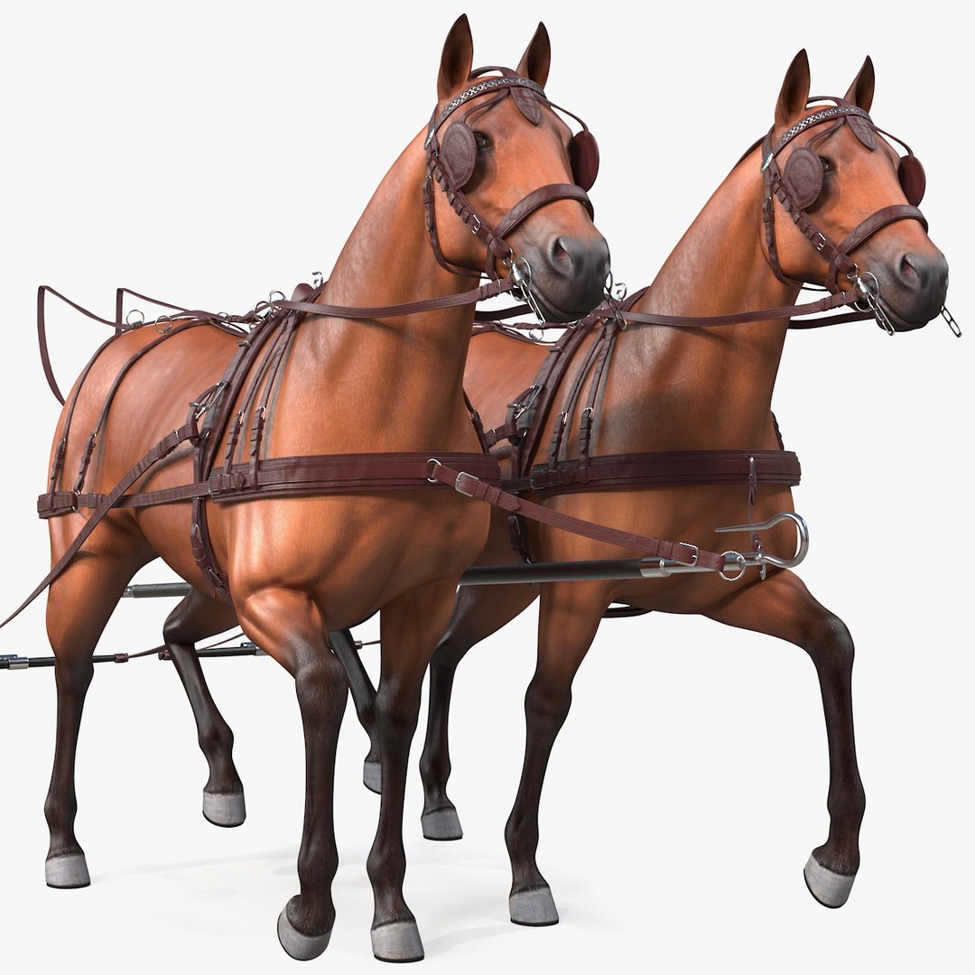 Pair of Breast Collar Harness Walking Pose 3D model preview