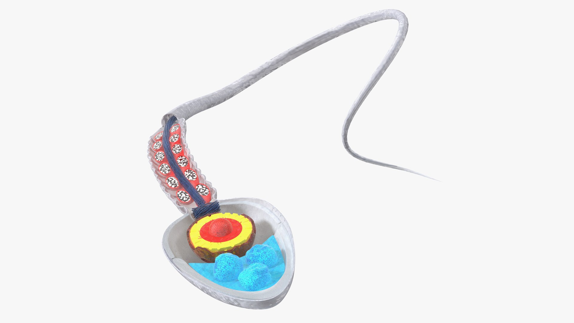 Cross-Sectional Spermotozoa Rigged for Cinema 4D 3D model preview