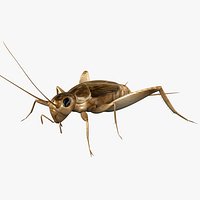 Crickets
