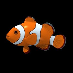 3d anemone fish anemonefish
