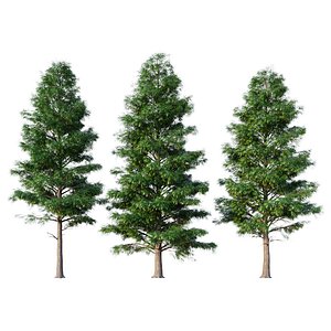 Bald Cypress
