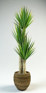 yucca Spanish dagger