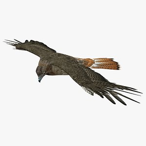 Hawk (ANIMATED)