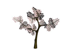 maya tree arbre cerisier