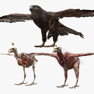 Hawk Fur Anatomy