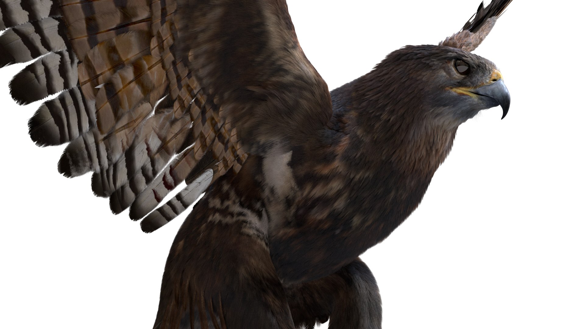 3D hawk anatomy skeleton model - TurboSquid 1526141