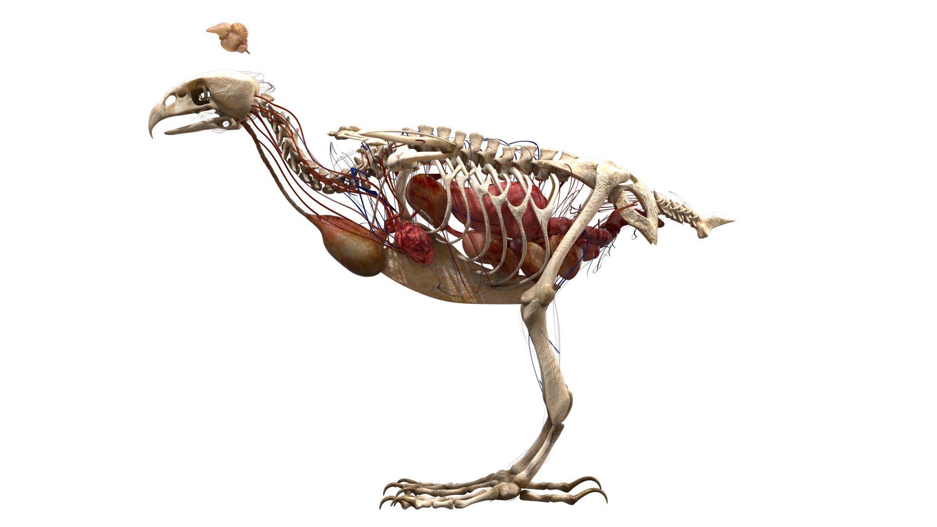 3d Hawk Anatomy Skeleton Model Turbosquid 1526141