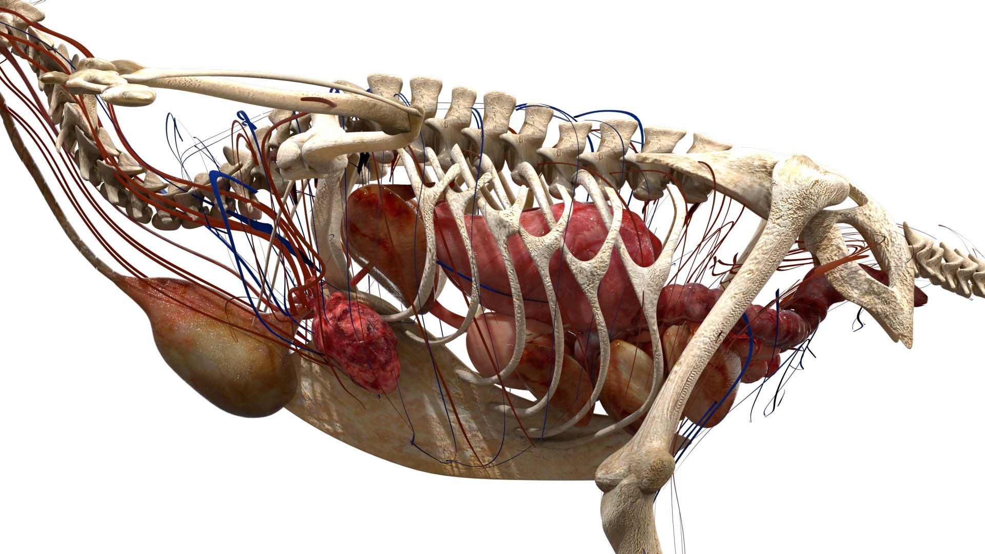 3d Hawk Anatomy Skeleton Model Turbosquid 1526141