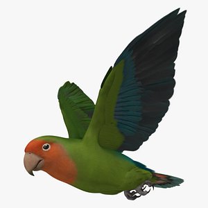 Agapornis Roseicollis "Peach Faced Wild Green Lovebird"