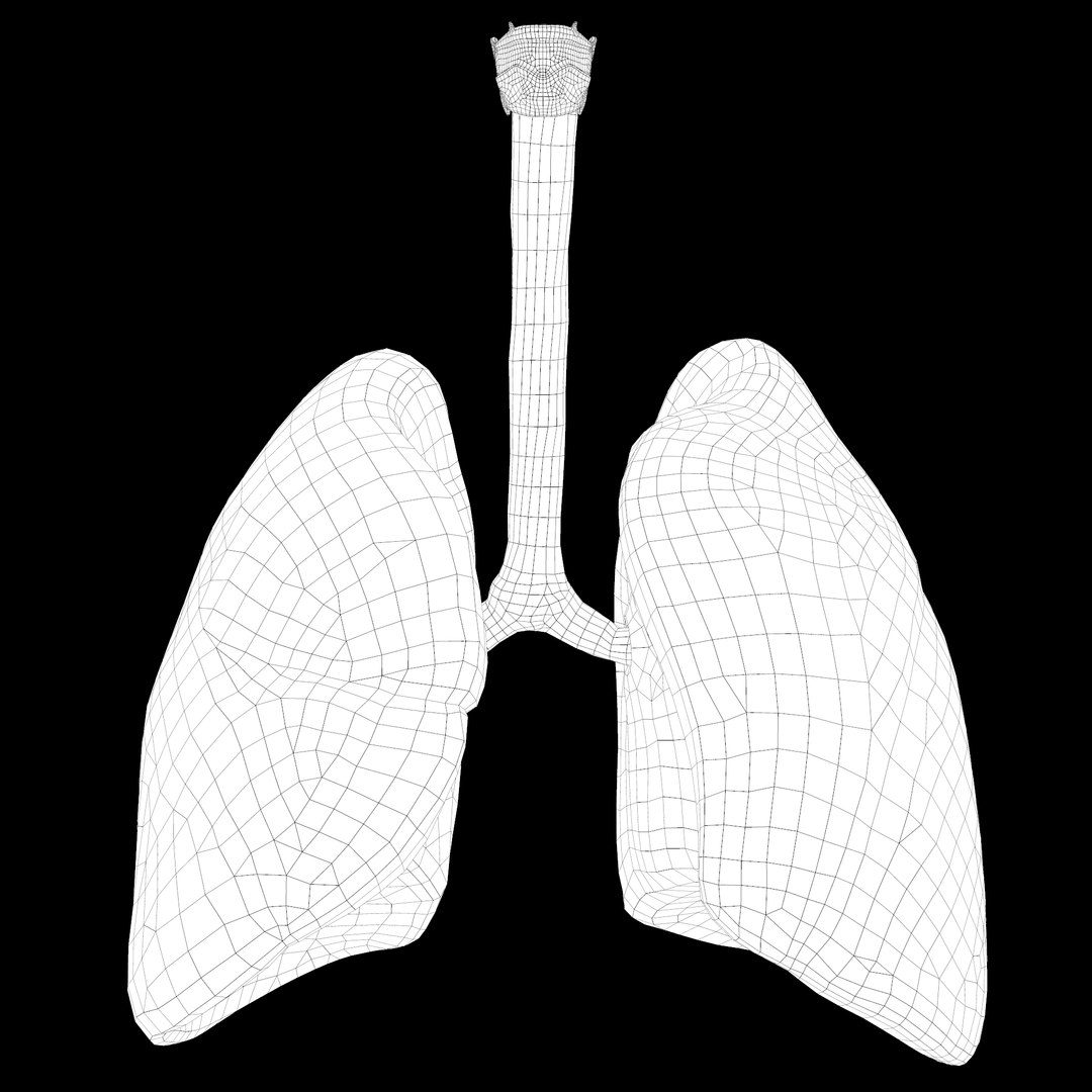 How to draw diagram of human lung easily - step by step - YouTube