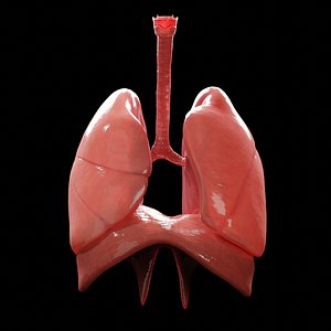 3D human lungs