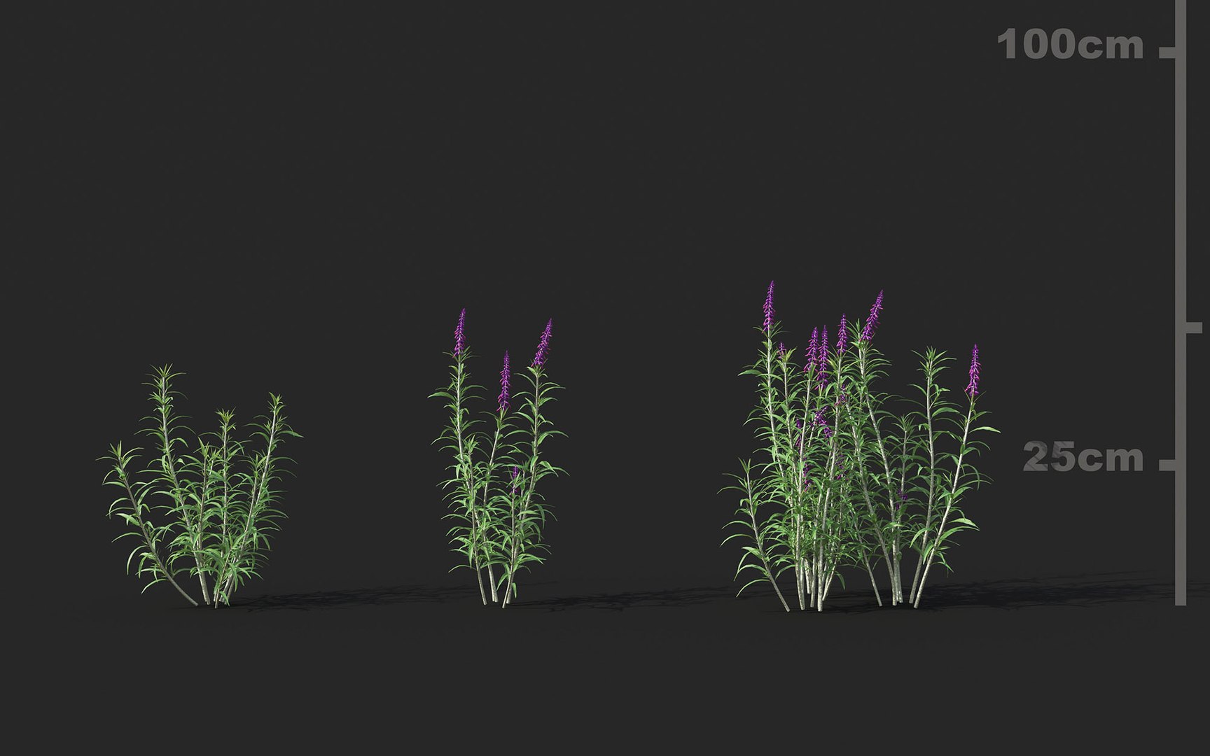3D shrub flower includes growfx model https://p.turbosquid.com/ts-thumb/7w/wbrFdO/HCfkCFeJ/mt_pm_v33_mexican_bush_sage_01_0103/jpg/1605581660/1920x1080/fit_q87/fb8c994fa80c6dd329060800df5ad0e76652905e/mt_pm_v33_mexican_bush_sage_01_0103.jpg