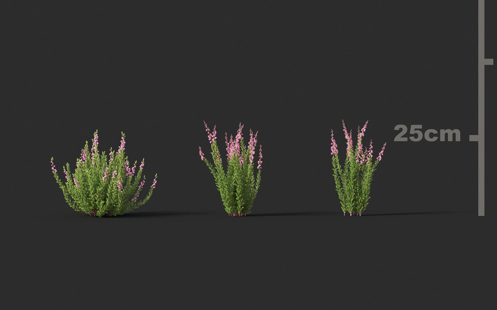 3D shrub flower includes growfx model https://p.turbosquid.com/ts-thumb/7w/wbrFdO/LZu97YXN/mt_pm_v33_calluna_vulgaris_01_0406/jpg/1605581660/1920x1080/fit_q87/e7ac471d3698fd381277f064df8898669b30aab8/mt_pm_v33_calluna_vulgaris_01_0406.jpg