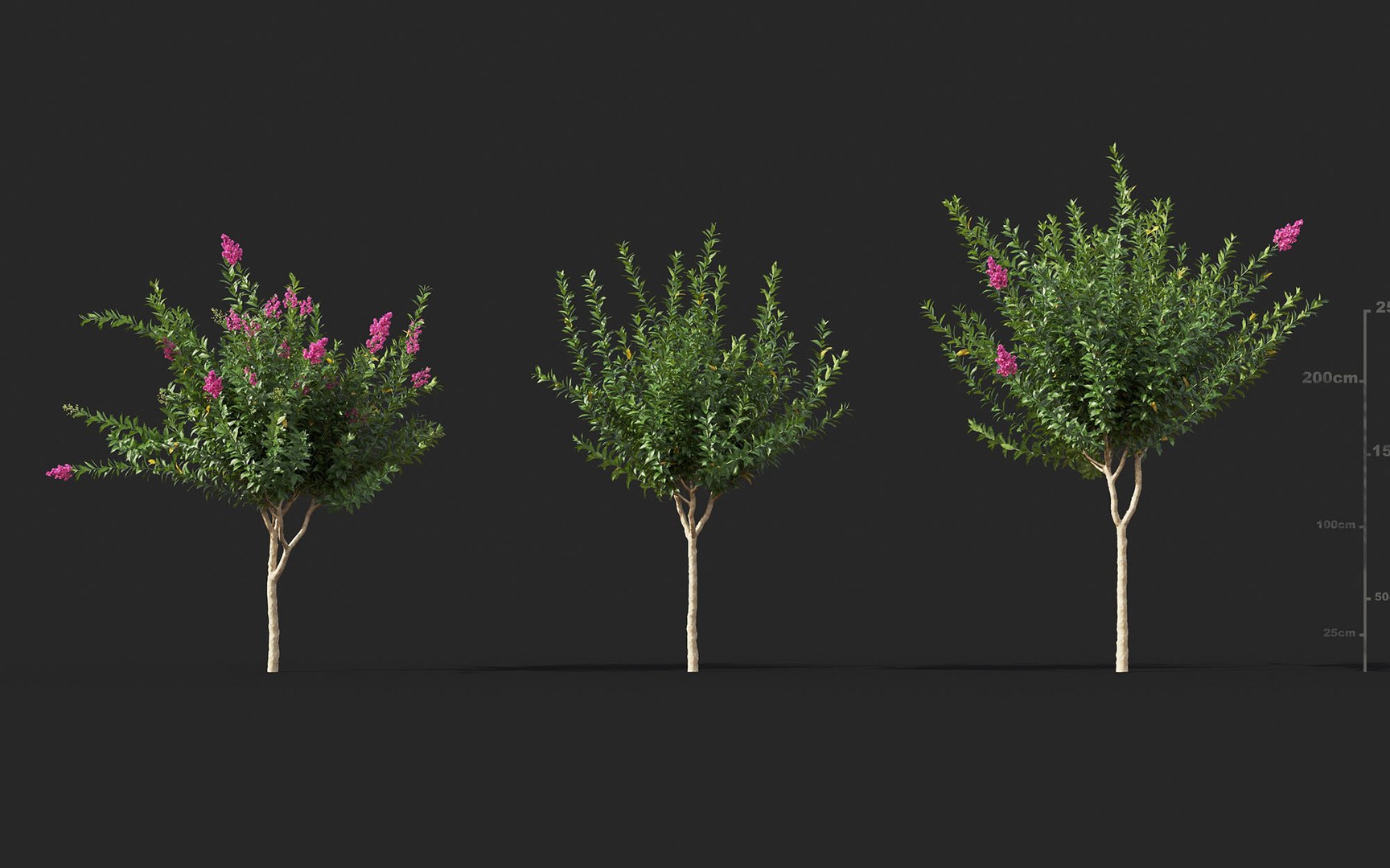 Plant models. Кустарники для Revit. Архикад кустарники. Разработать модели растения. 10 Дней кусту.