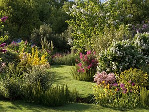 Garden shrub flowers Collection- Include GrowFX and Mesh file
