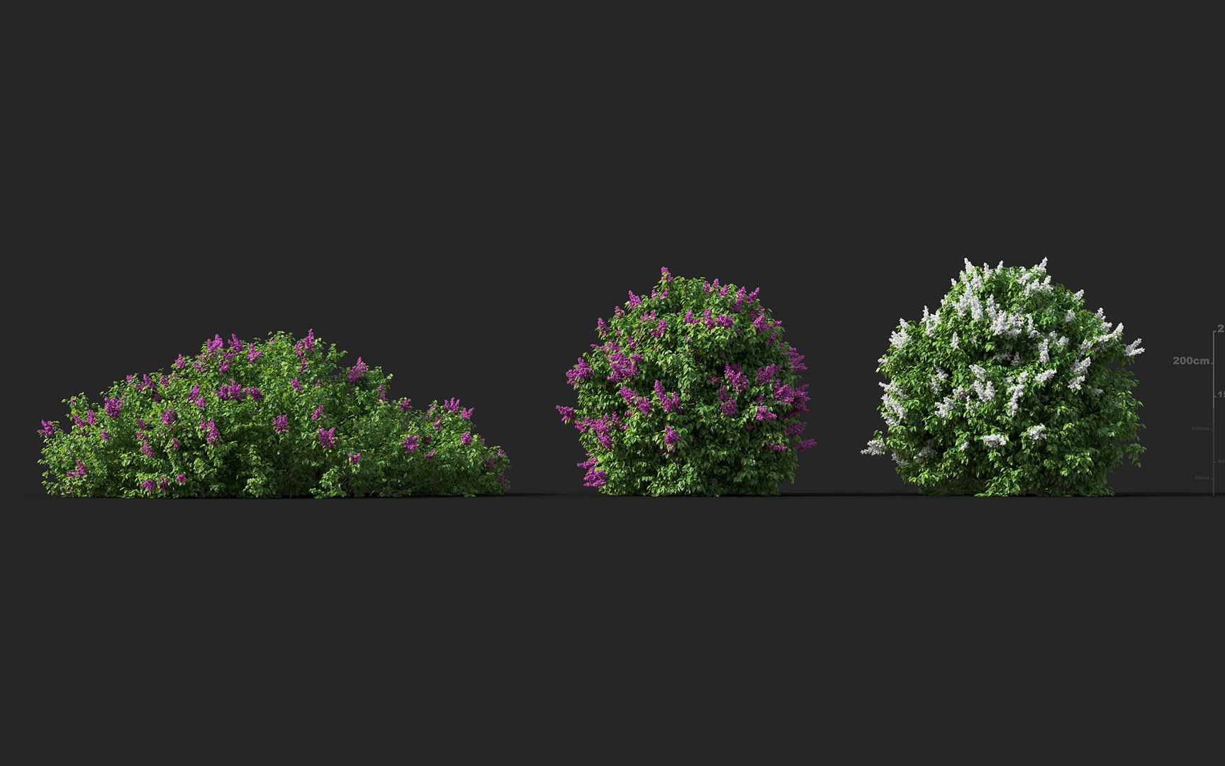 3D shrub flower includes growfx model https://p.turbosquid.com/ts-thumb/7w/wbrFdO/eTGTz7Hq/mt_pm_v33_syringa_vulgaris_01_0406/jpg/1605581661/1920x1080/fit_q87/42c8dc80ac56285f9683950ebc12f0e3e2386c7c/mt_pm_v33_syringa_vulgaris_01_0406.jpg