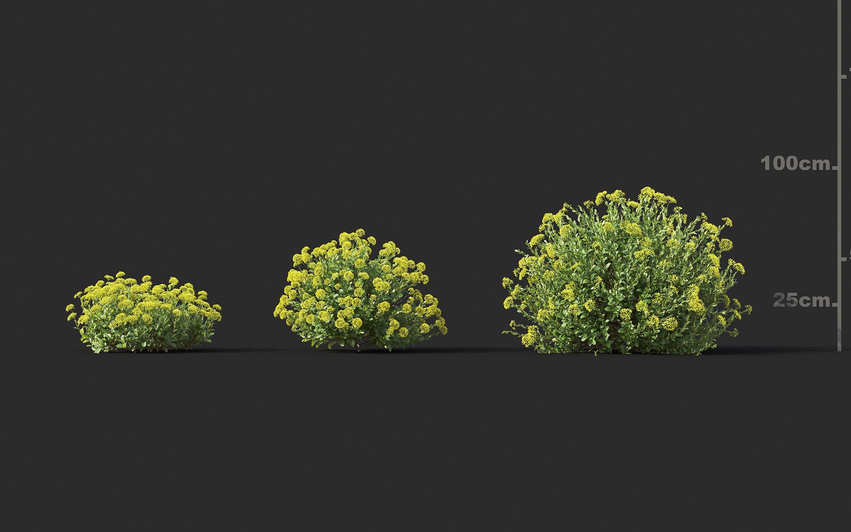 3D shrub flower includes growfx model https://p.turbosquid.com/ts-thumb/7w/wbrFdO/pK0AHpDr/mt_pm_v33_bupleurum_fruticosum_01_0406/jpg/1605581660/1920x1080/fit_q87/7958a56ac033f1b9ccef9ae968a19a8ed1417352/mt_pm_v33_bupleurum_fruticosum_01_0406.jpg