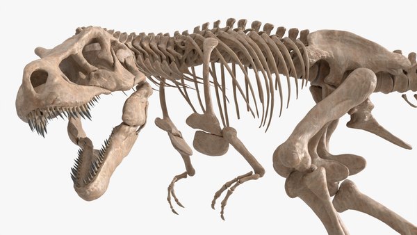 T-Rex-Knochenstruktur, brüllend, animiert, geriggt für Blender 3D ...