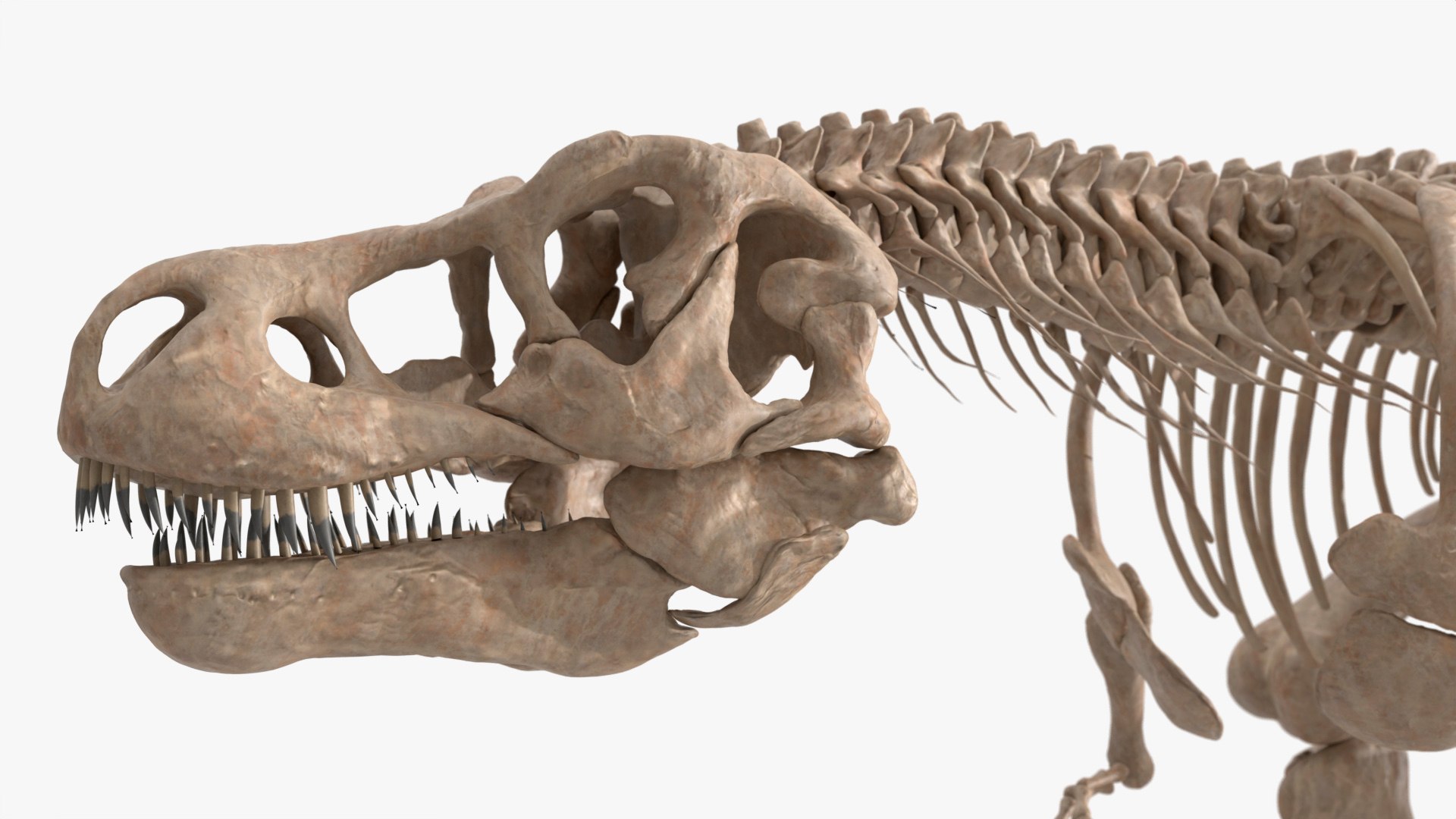 T-Rex Bone Structure Roaring Animated Rigged For Blender 3D Model ...
