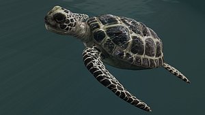 sea turtle 3D model