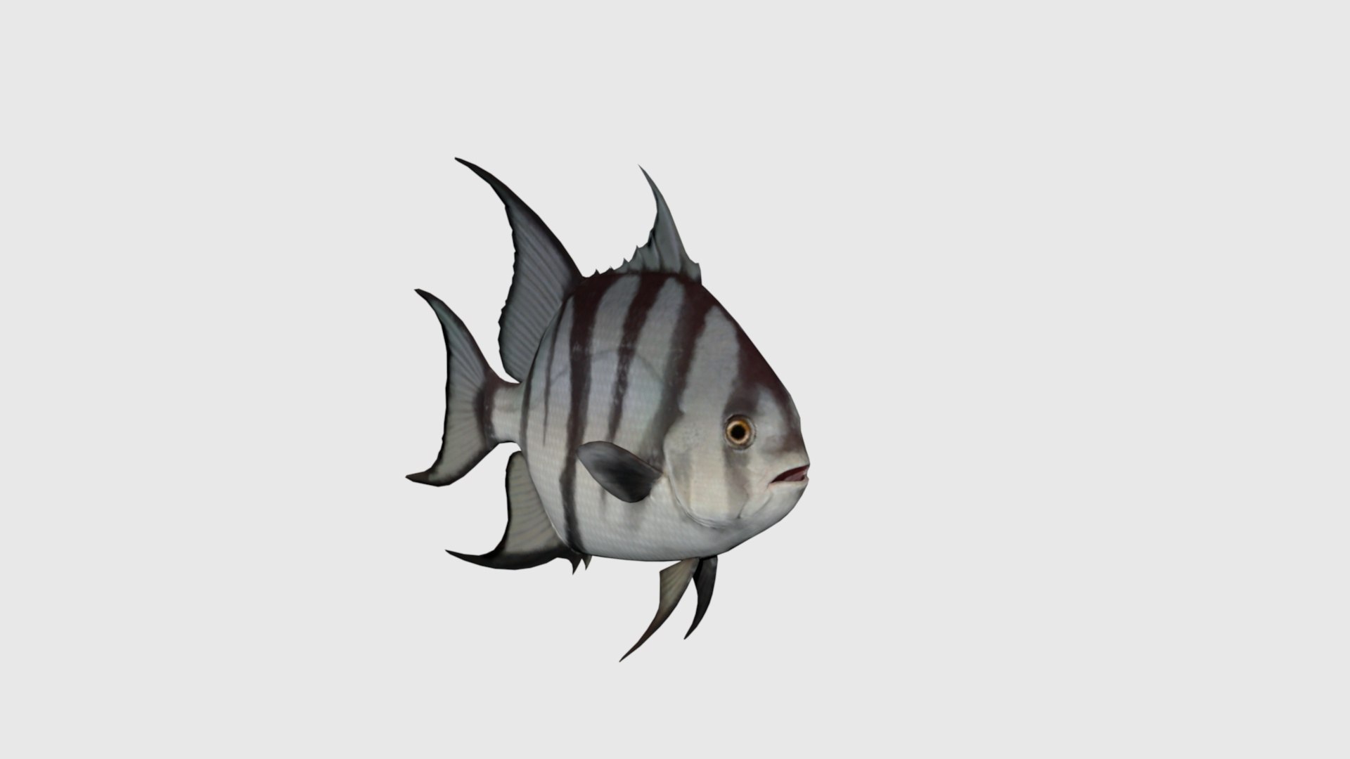 Atlantic Spade Rigged And Animated 3D - TurboSquid 2335498