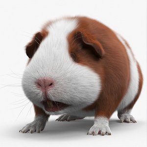 3D model Smooth Coat Guinea Pig Brown White Fur for Cinema 4D