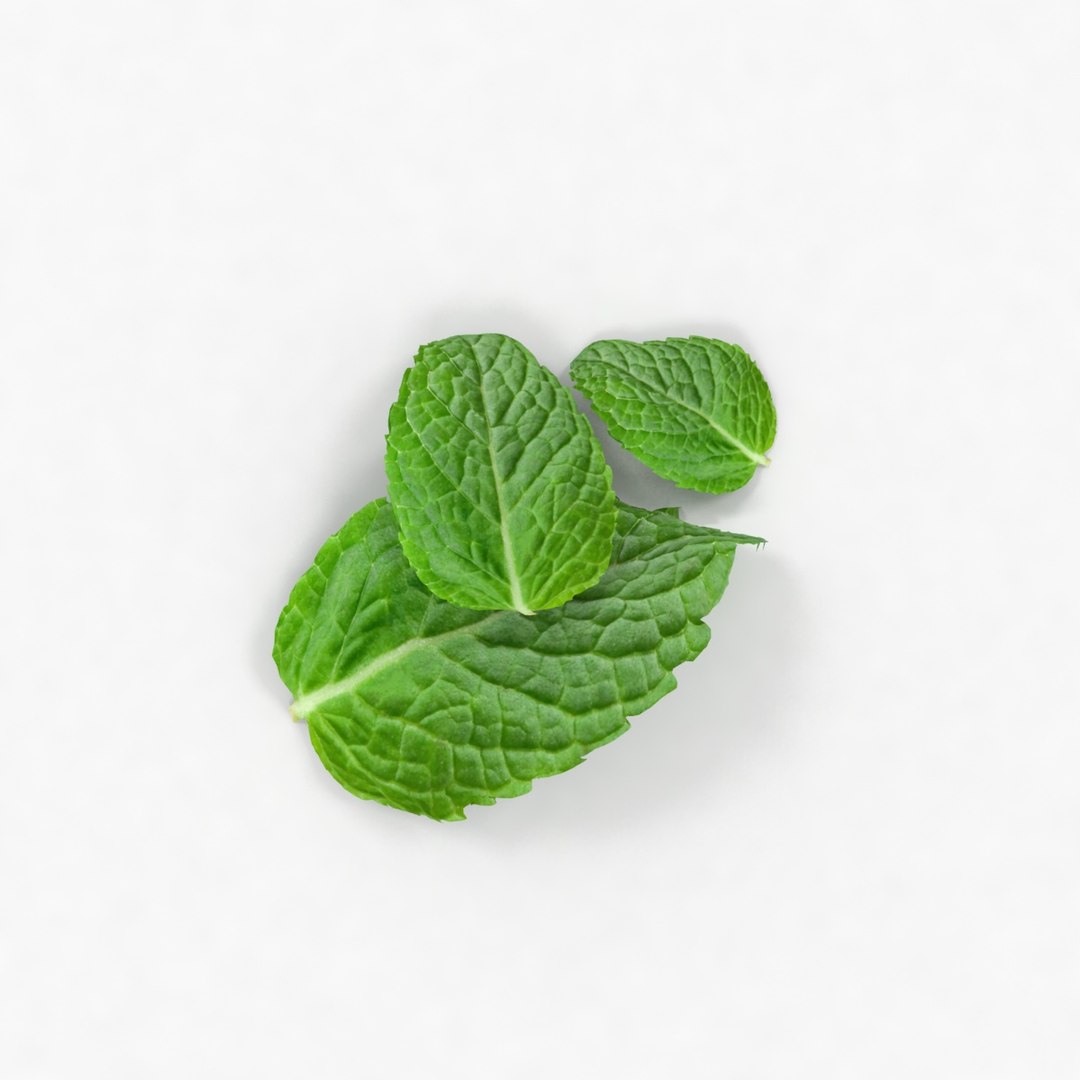 lemon mint leaf plant 3D model https://p.turbosquid.com/ts-thumb/7x/NTux1F/IS4quteh/3/jpg/1524218758/1920x1080/fit_q87/707357c8ca3adf41591896e308a911ccef644d3f/3.jpg