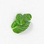 Mint leaf peppermint realistic herb