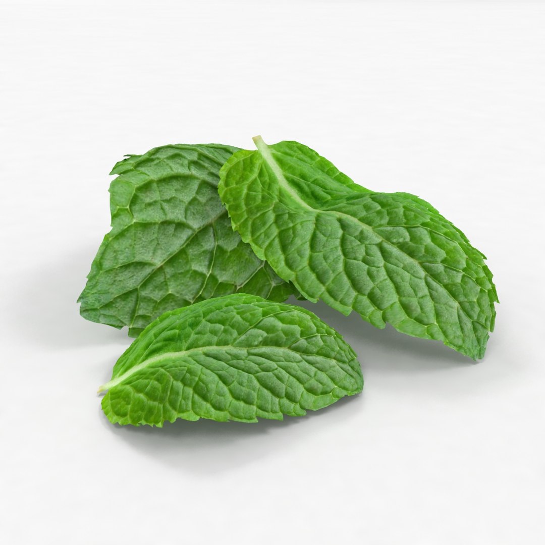 lemon mint leaf plant 3D model https://p.turbosquid.com/ts-thumb/7x/NTux1F/NXM59gac/1/jpg/1524218723/1920x1080/fit_q87/3913c9f57dbbe3e8b72a93447f408fe08bdab90f/1.jpg