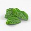 Mint leaf peppermint realistic herb
