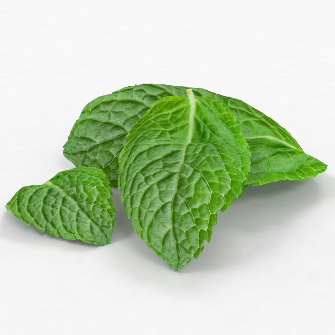 lemon mint leaf plant 3D model https://p.turbosquid.com/ts-thumb/7x/NTux1F/OxXcLjTo/2/jpg/1524218737/1920x1080/fit_q87/3ca00800efc790d64a7bfeb7c39d84b8d75c3005/2.jpg