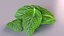 Mint leaf peppermint realistic herb