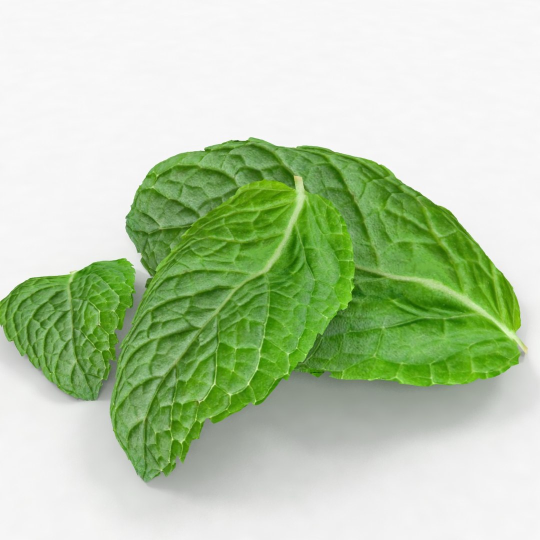 lemon mint leaf plant 3D model https://p.turbosquid.com/ts-thumb/7x/NTux1F/doOKIZvR/4/jpg/1524218812/1920x1080/fit_q87/27c7544b8e6d943ec18396ccb752a84c33e97ce6/4.jpg