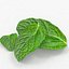 Mint leaf peppermint realistic herb