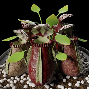 cephalotus follicularis carnivorous plant 3D model