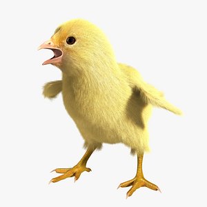 chick animation 3d model